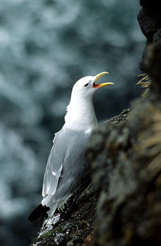 Möven nisten auf kleinsten Vorsprüngen an den Vogelfelsen im Atlantik 